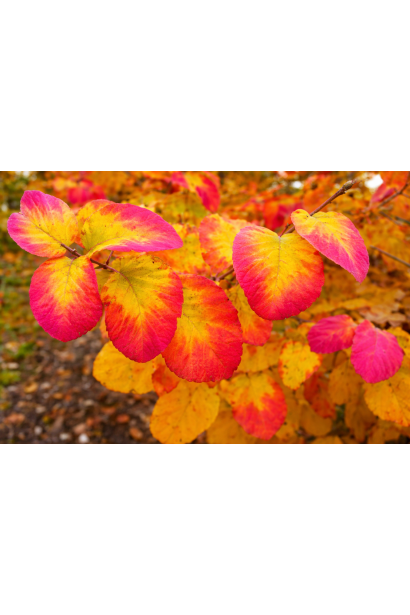Parrotia Vanessa осіннє забарвлення листя